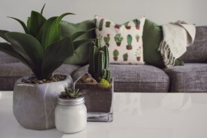 easy plants to maintain and smell good indoors