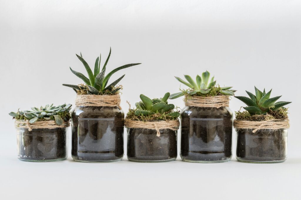 easy care houseplants