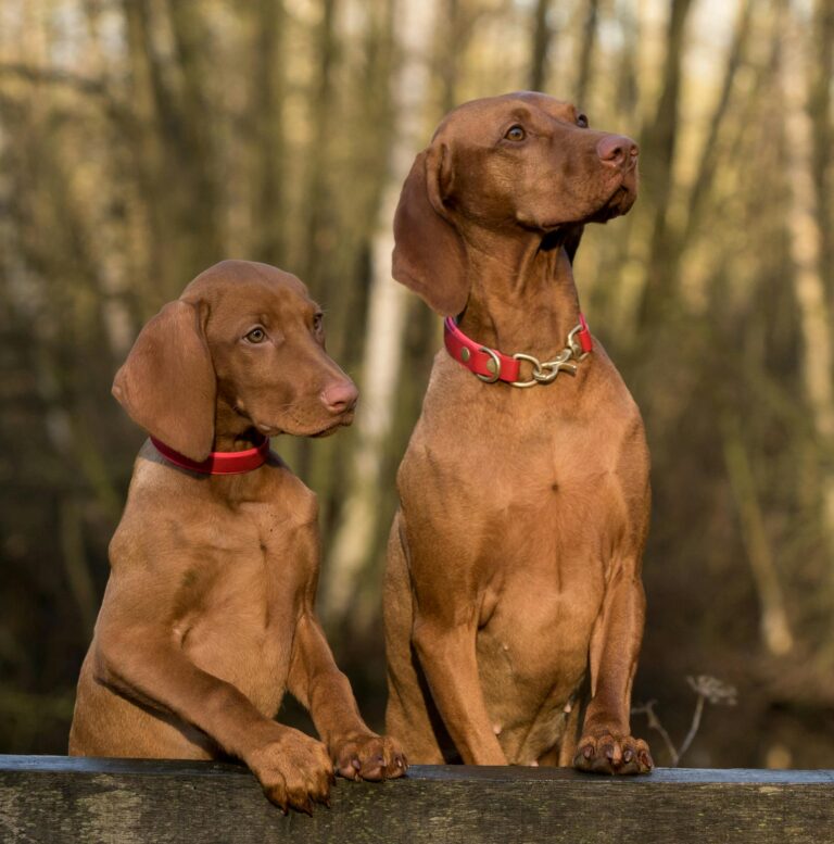 best books about animals