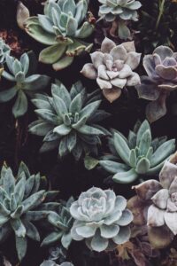 easy plants to take care of