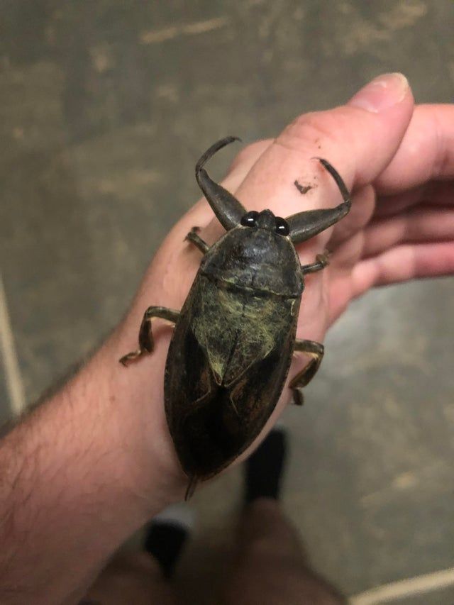 Water Bug| riya's blogs